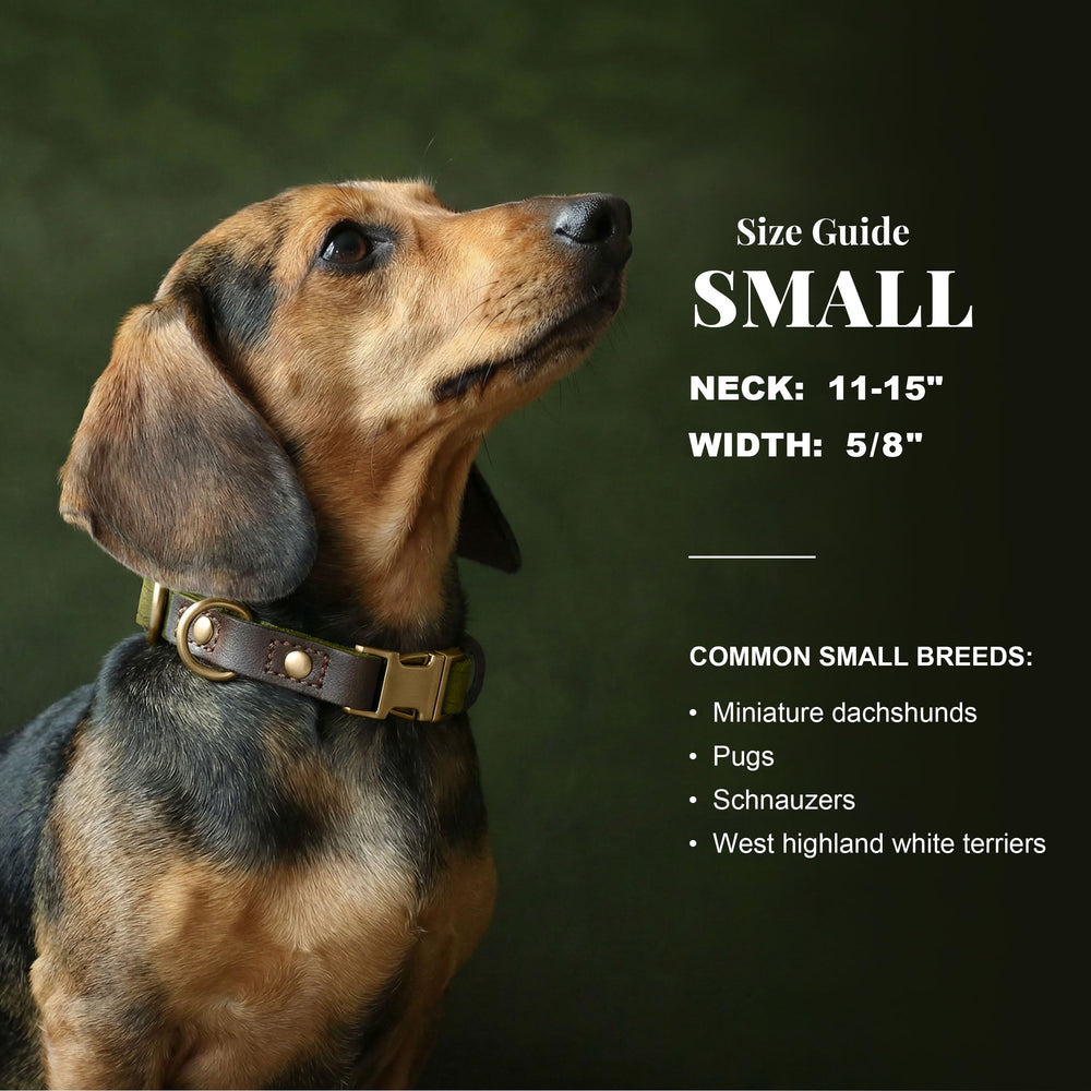 Didog collier détail boucle métallique à dégagement rapide pratique