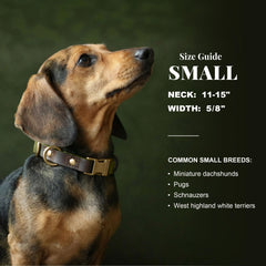 Didog collier détail boucle métallique à dégagement rapide pratique