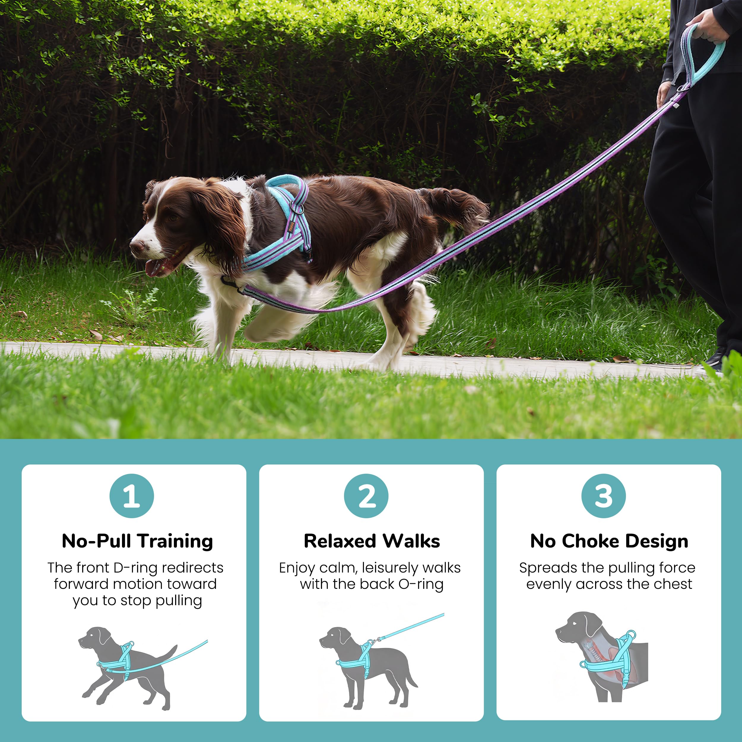 Didog boucle rapide et sangles, mise en place simple et ajustable