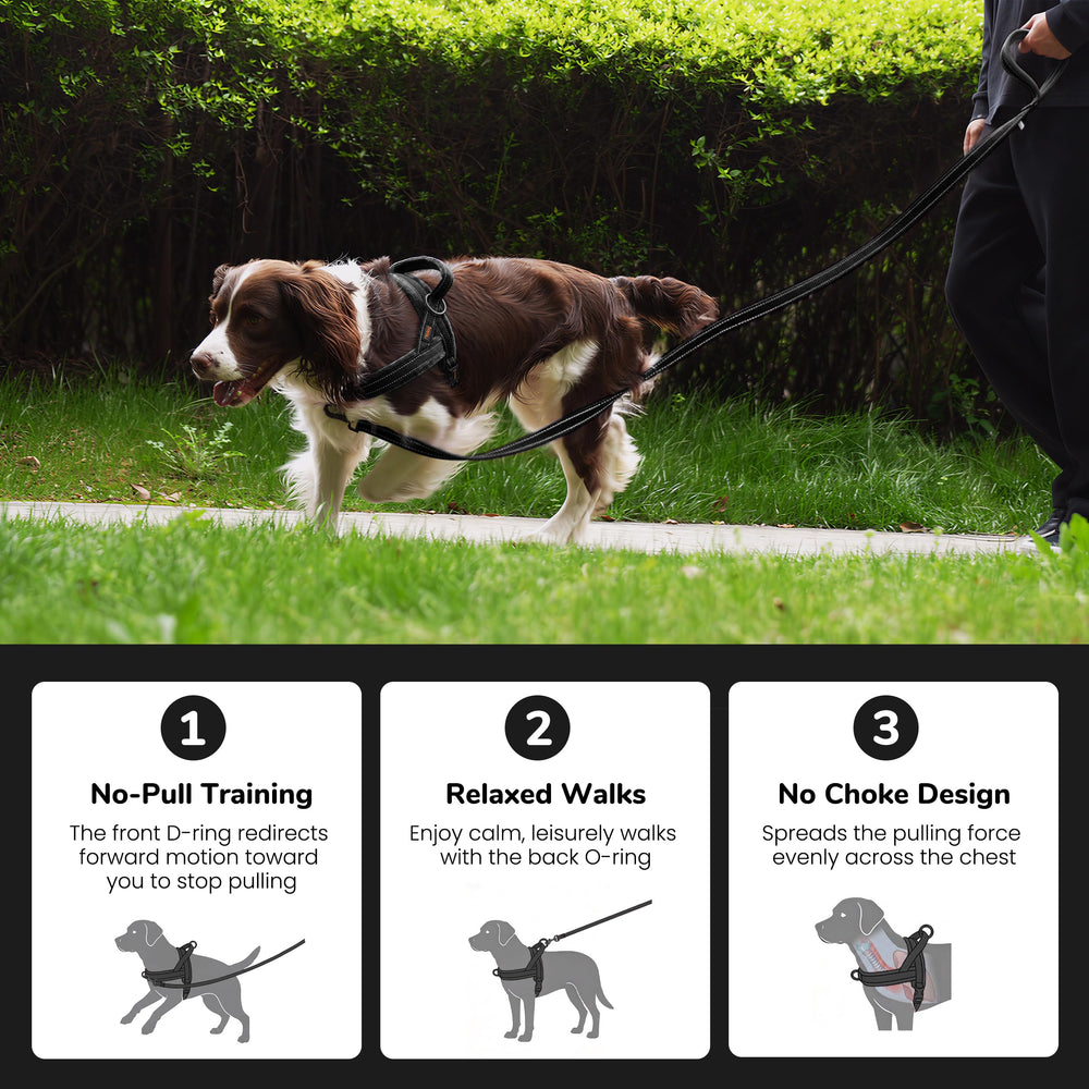 Didog harnais porté par petit chien lors d'une promenade sécurisée