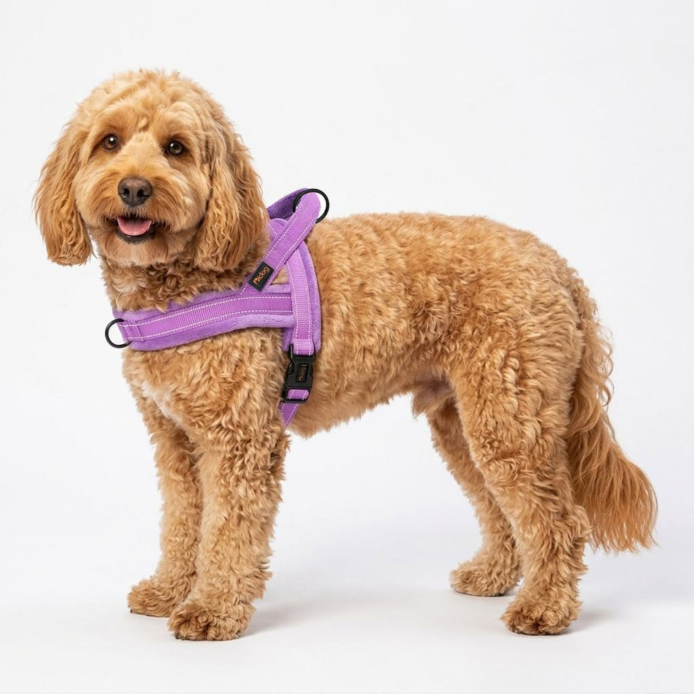 Didog comparaison d’échelle montrant taille S et ajustements