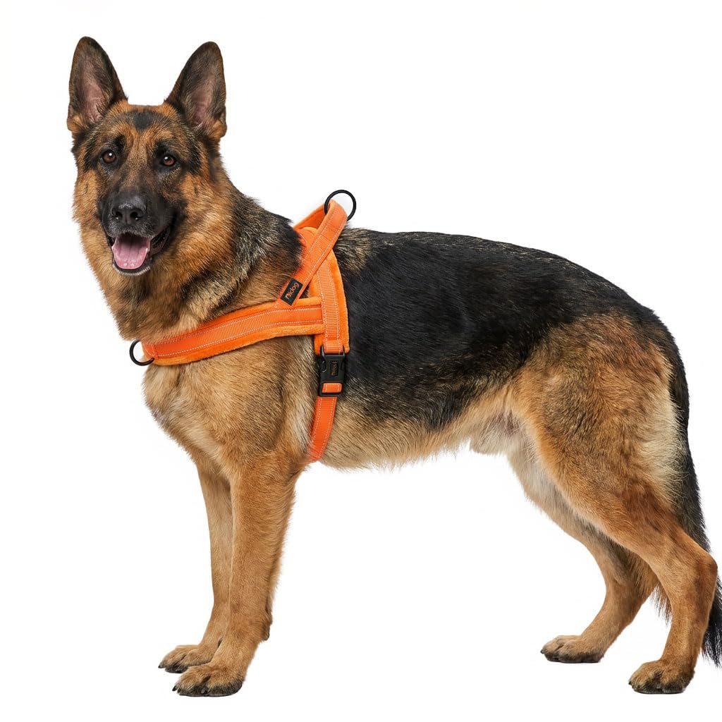 Didog comparaison taille avec règle, aide au choix de la bonne taille