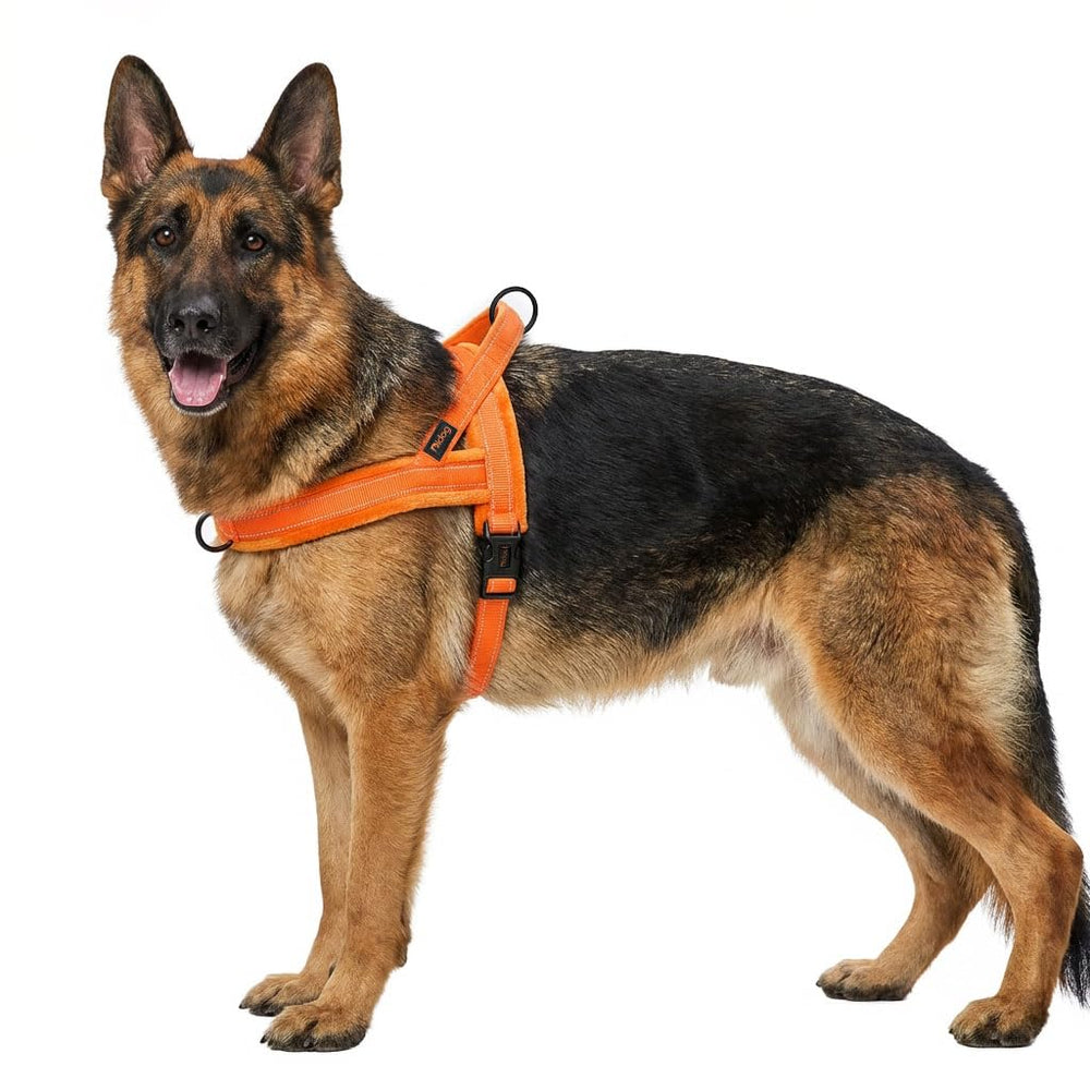 Didog comparaison taille avec règle, aide au choix de la bonne taille