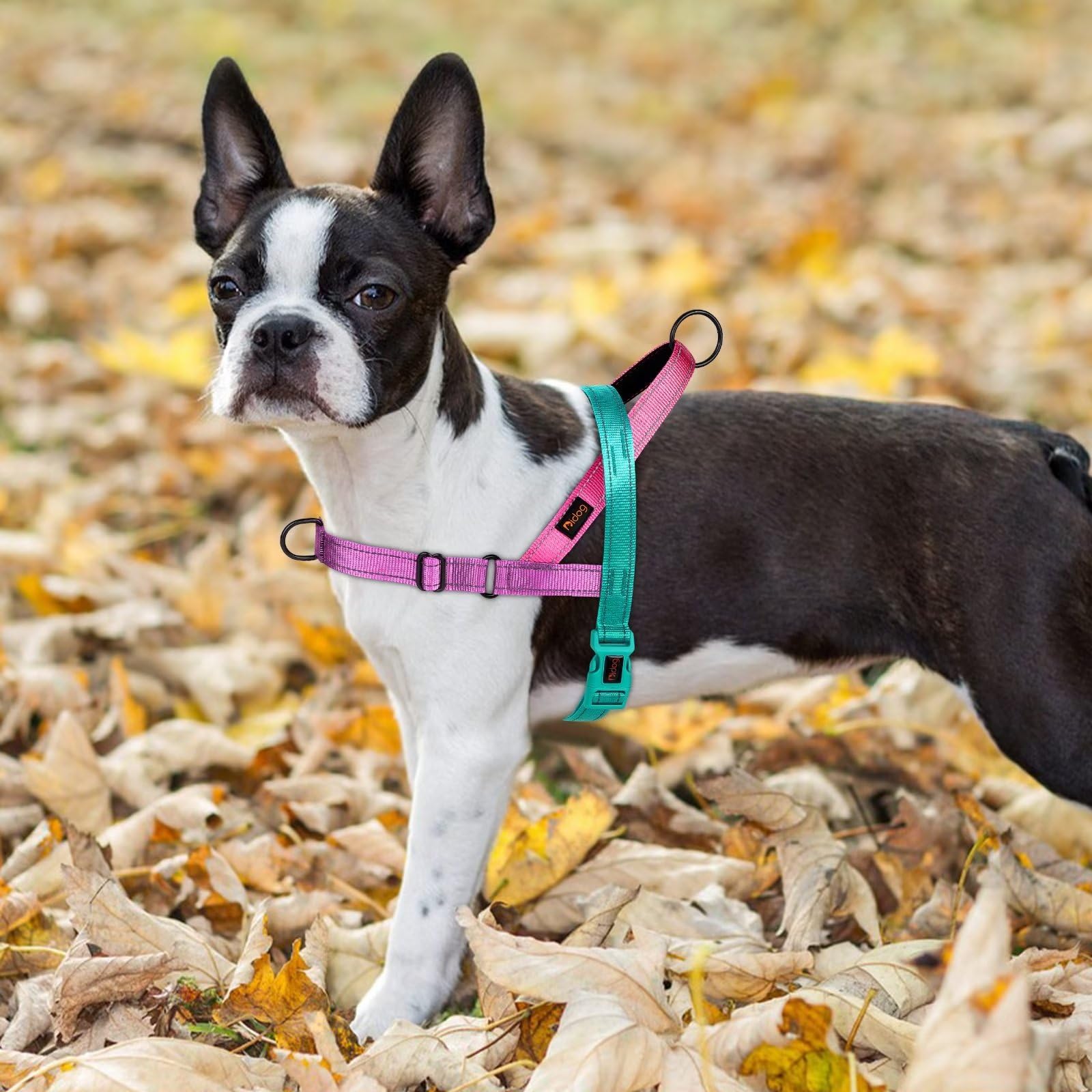 Didog taille S comparée à une règle pour choix de la taille