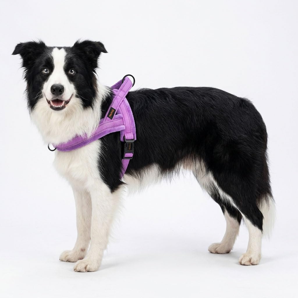 Didog harnais porté sur chien en promenade offrant contrôle et confort