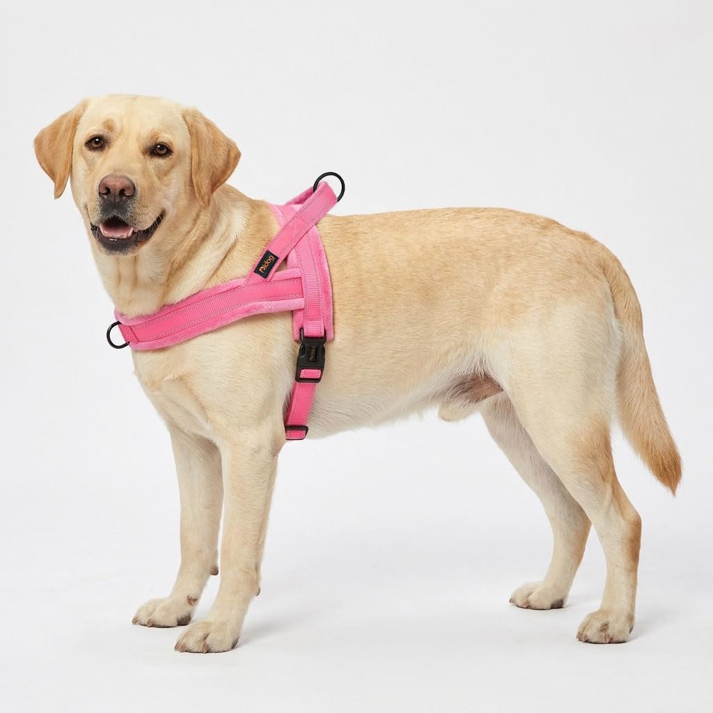 Didog harnais porté par grand chien offrant maintien confortable