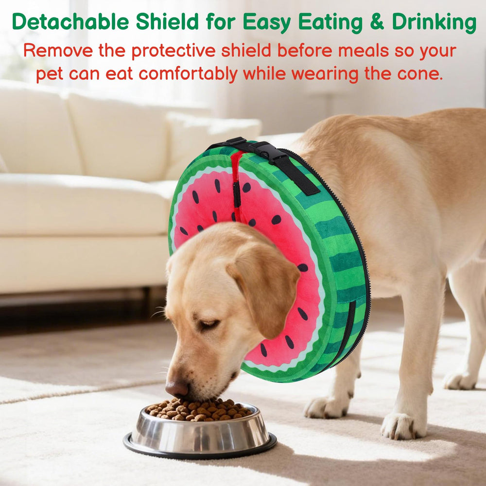 Didopet collier porté par chien montrant mobilité et comportement naturel