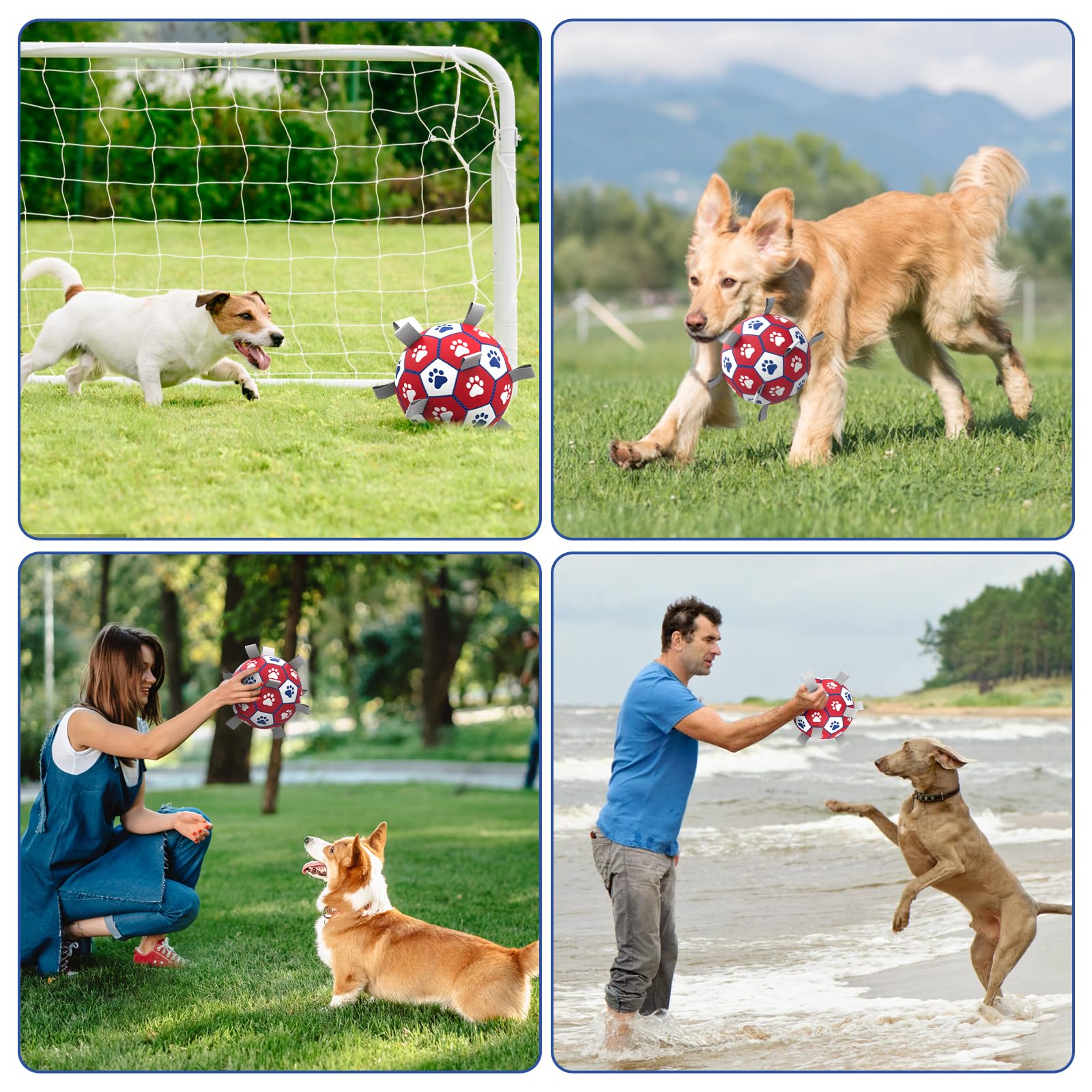 Chien jouant avec Diman balle en extérieur stimulant exercice et interaction