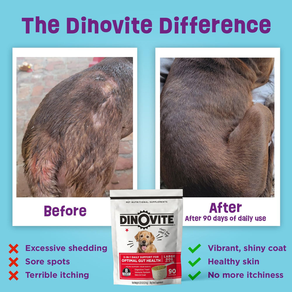 Dinovite poudre texture gros plan, révèle facilité d'ajout et appétence