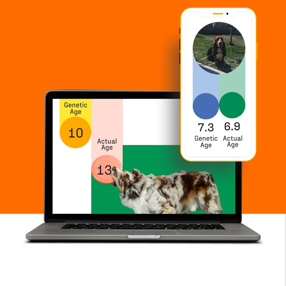 DNA My Dog comparaison d’échelle du kit dans la main, dimension pratique