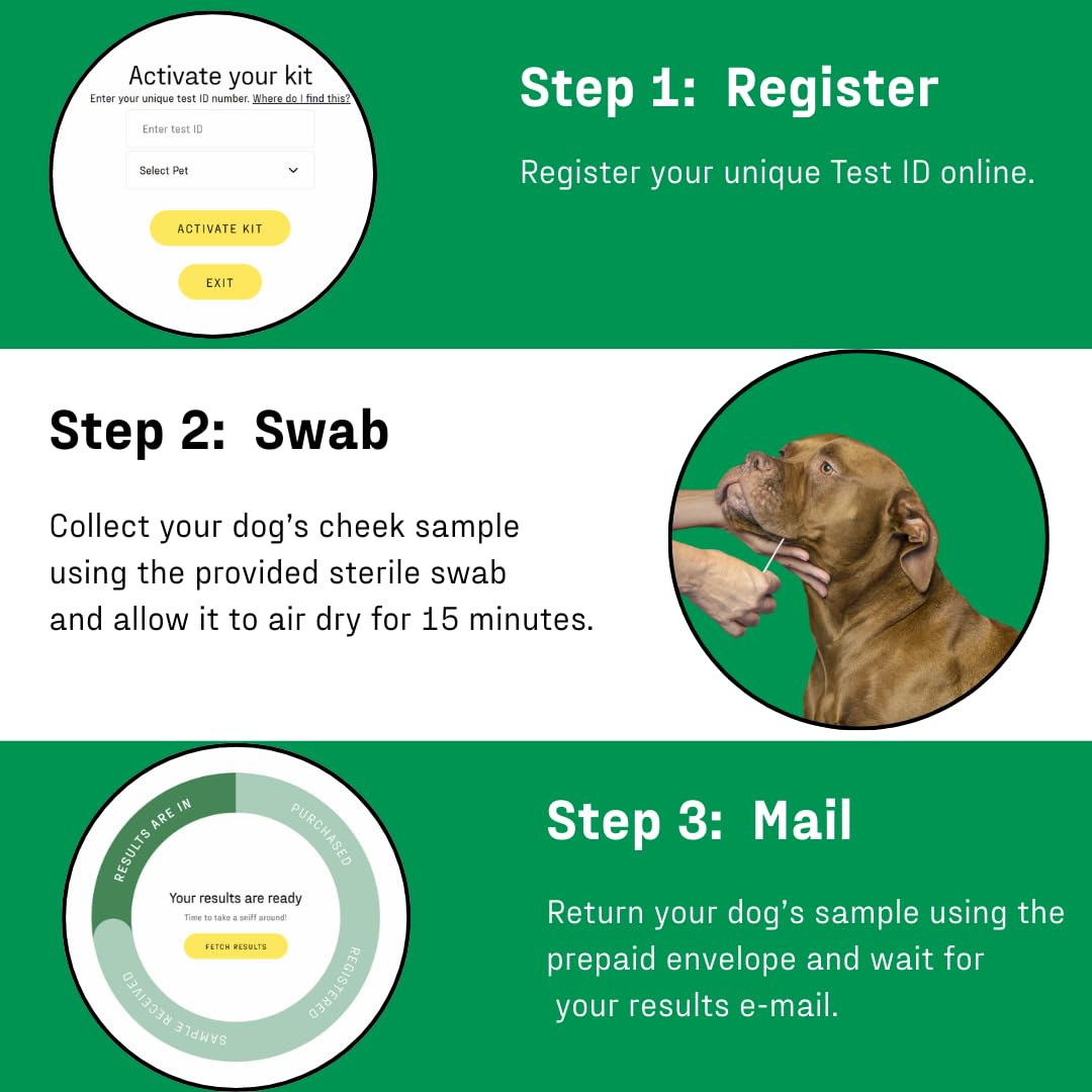 DNA MY DOG contenu du kit avec instructions claires et matériaux inclus