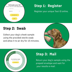 DNA MY DOG contenu du kit avec instructions claires et matériaux inclus