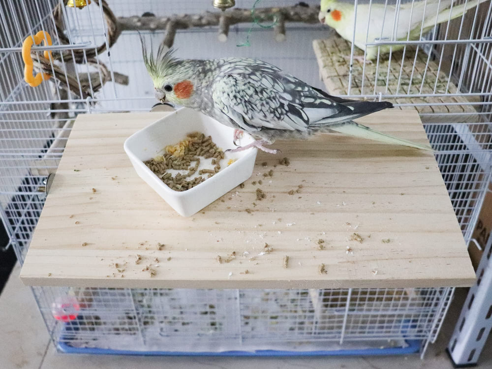 Dnoifne perchoir en cage utilisé par perruches ajoutant confort