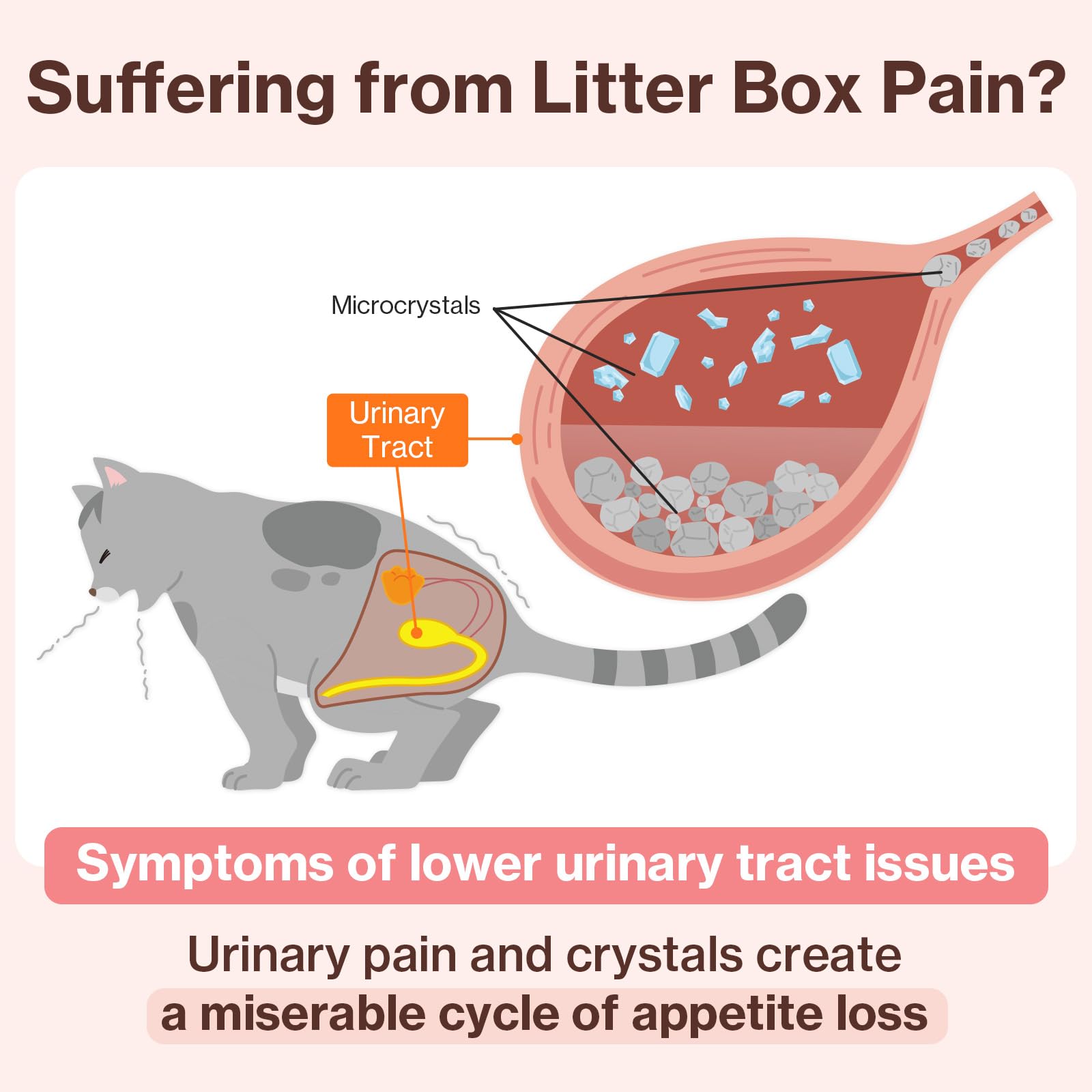 Doctor By chat qui lappe le produit, favorise l'acceptation et l'observance facile