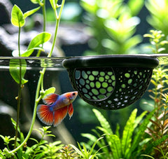 DOEKAISAYO ensemble en aquarium montrant refuge et alimentation