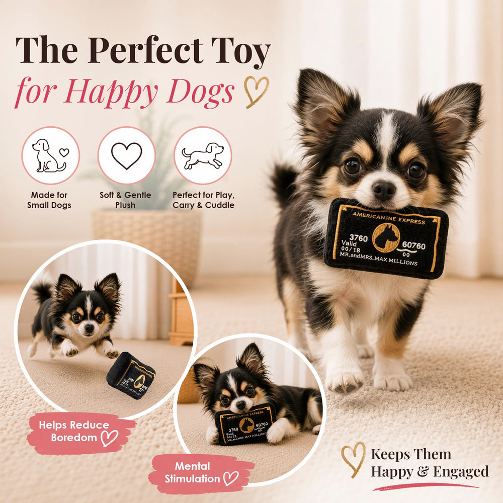 Dog Diggin Designs chien rapportant le jouet, encourage jeu actif et interaction