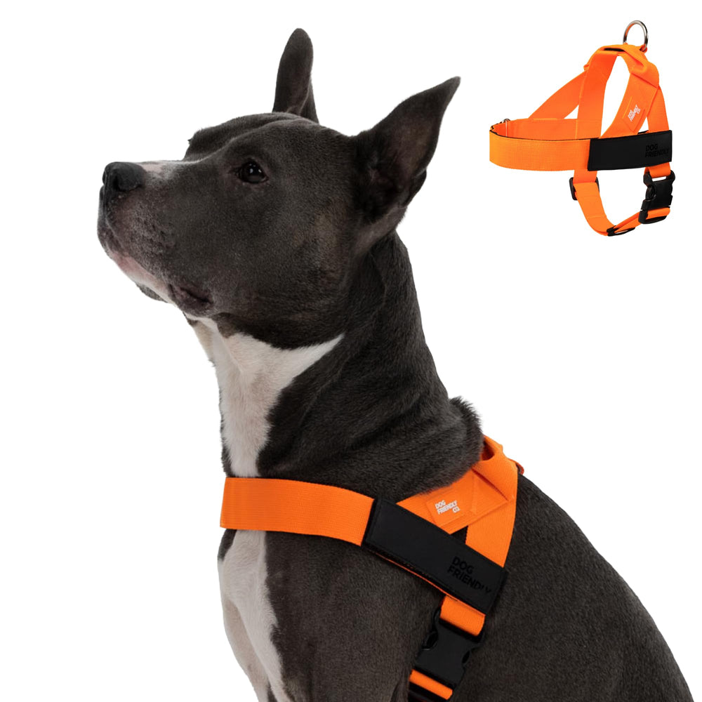Dog Friendly Co harnais avant avec packaging, visibilité accrue en promenade