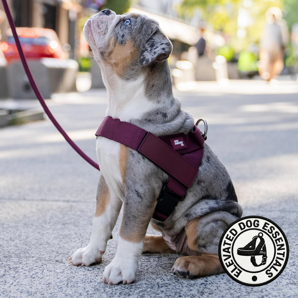 Dog Friendly Co matériau anti-frottement pour confort préventif