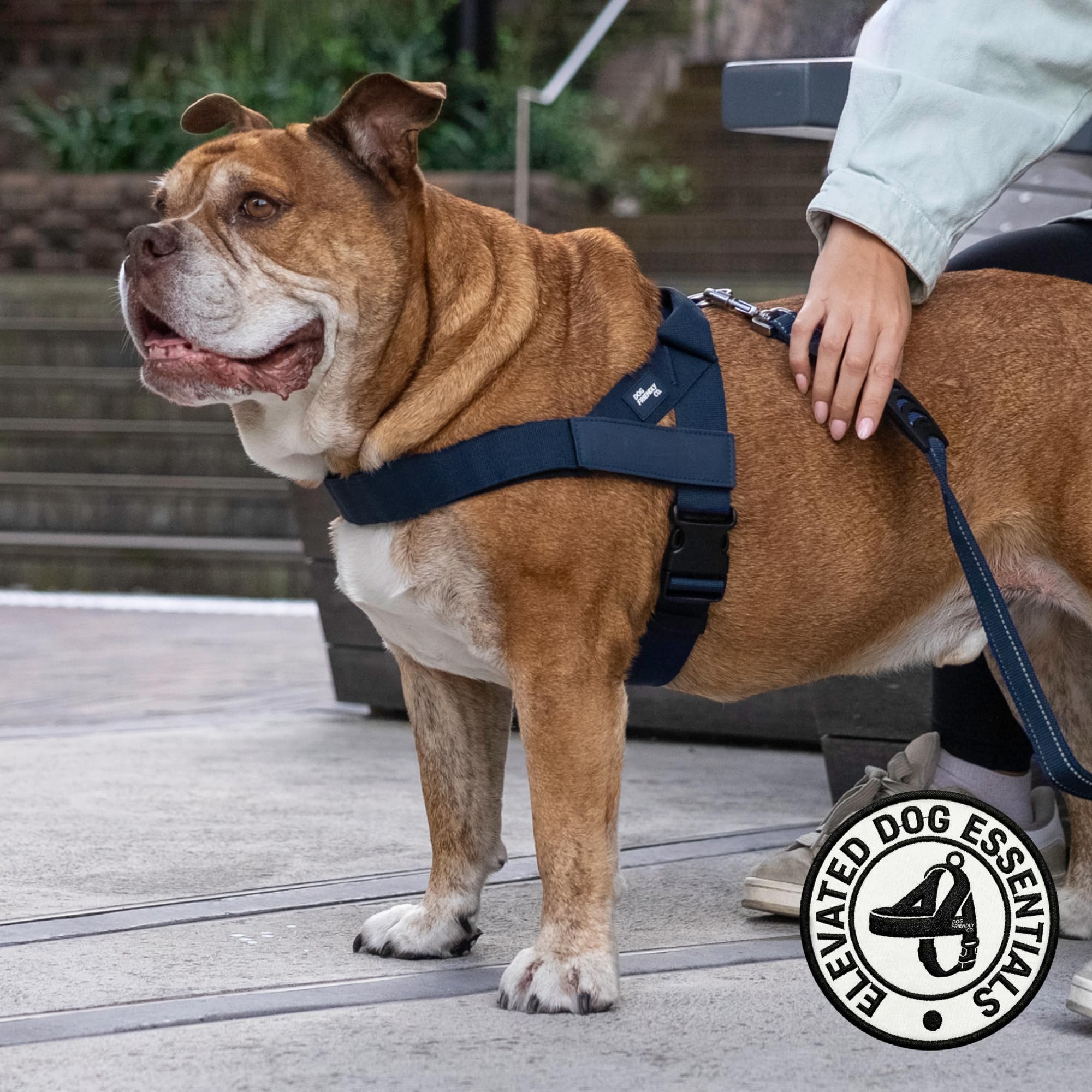 Dog Friendly Co comparaison taille extra small pour évaluer proportion