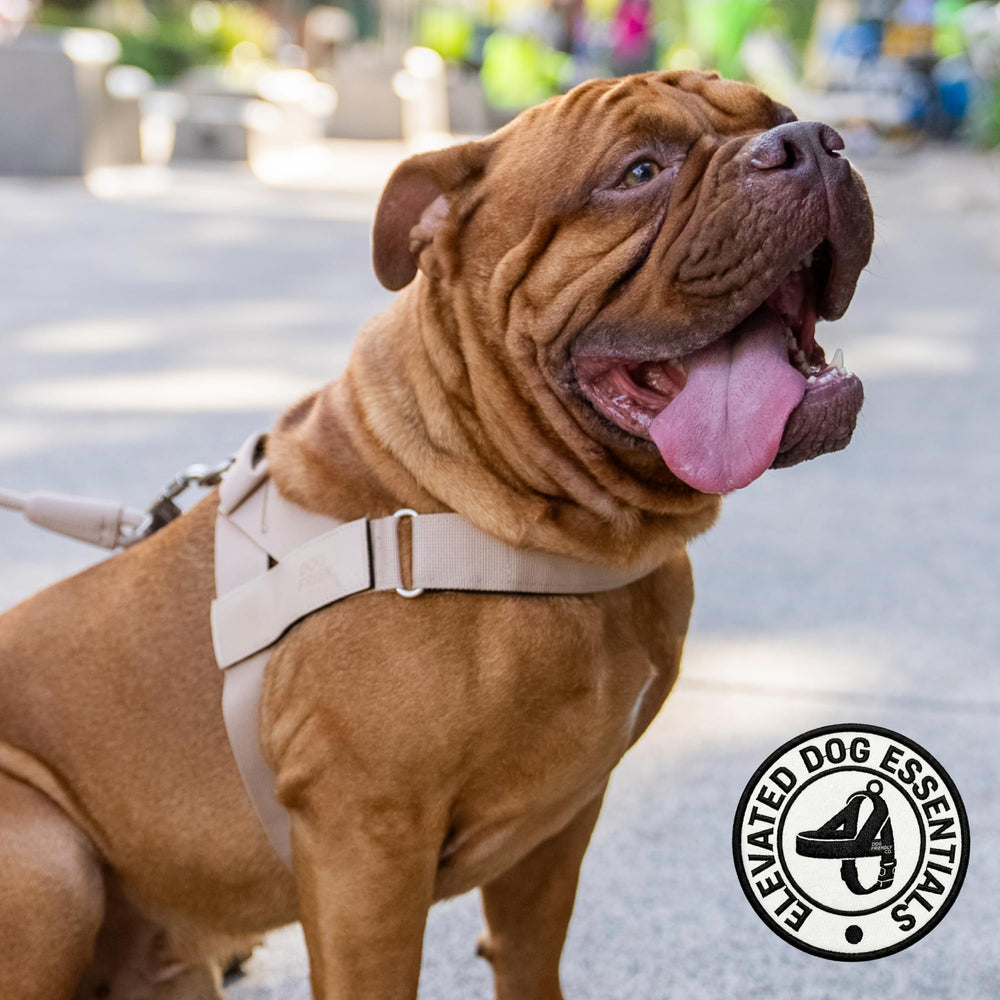 Dog Friendly Co harnais posé à côté d’un objet pour échelle de taille