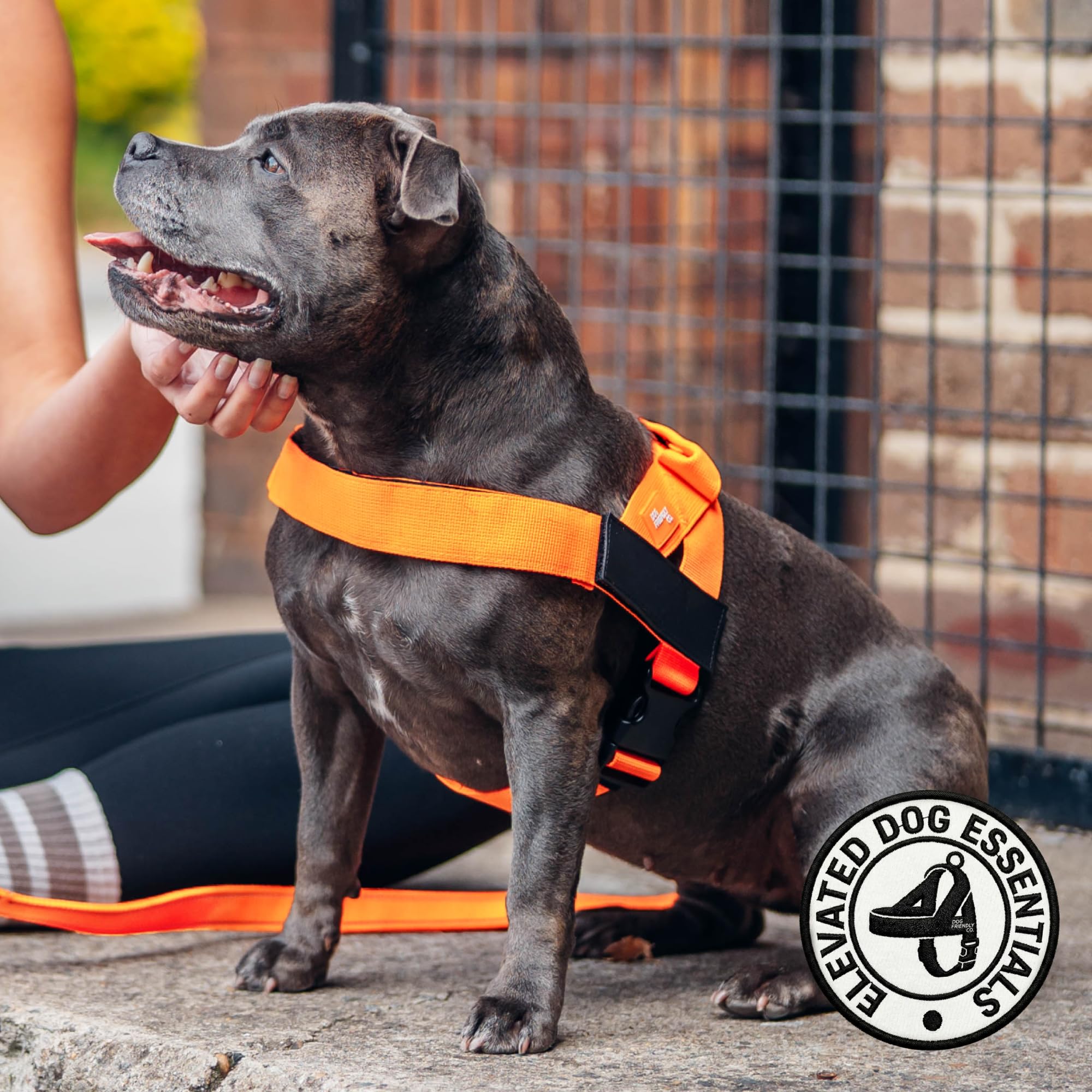 Dog Friendly Co boucles réglables au cou et au torse pour ajustement précis