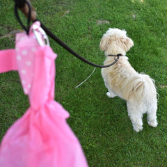 Doggie Walk Bags en usage durant promenade, ramassage hygiénique sans contact