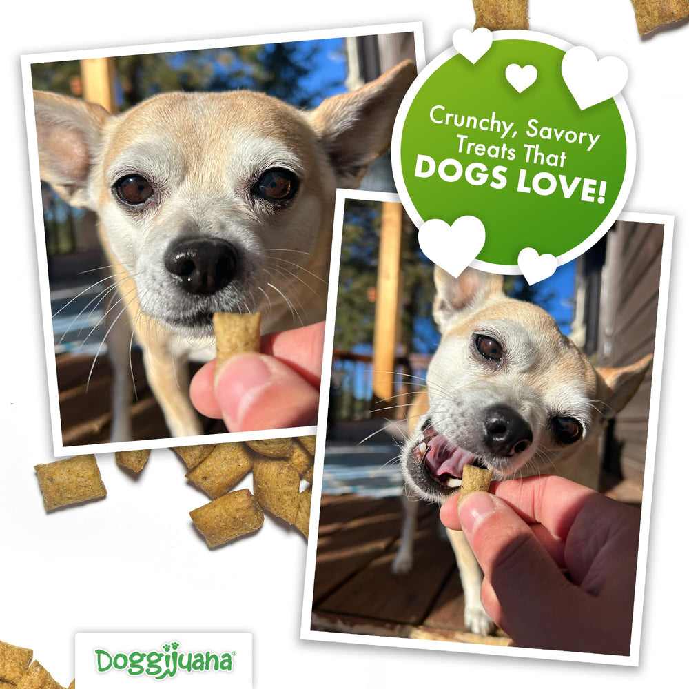 Doggijuana friandise en utilisation pendant entraînement, renforce calme