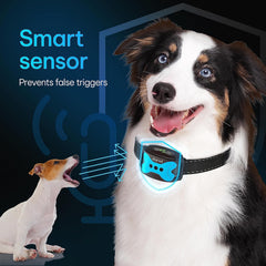 DogRook collier en usage sur chien dans jardin montrant comportement apaisé