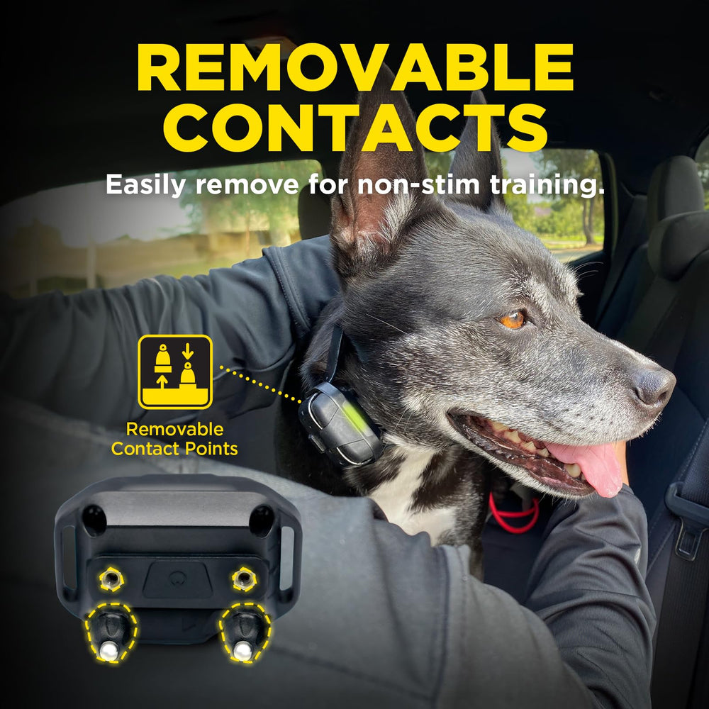 Dogtra récepteur à l’échelle montrant taille pour chiens 45 lb+ et ajustement