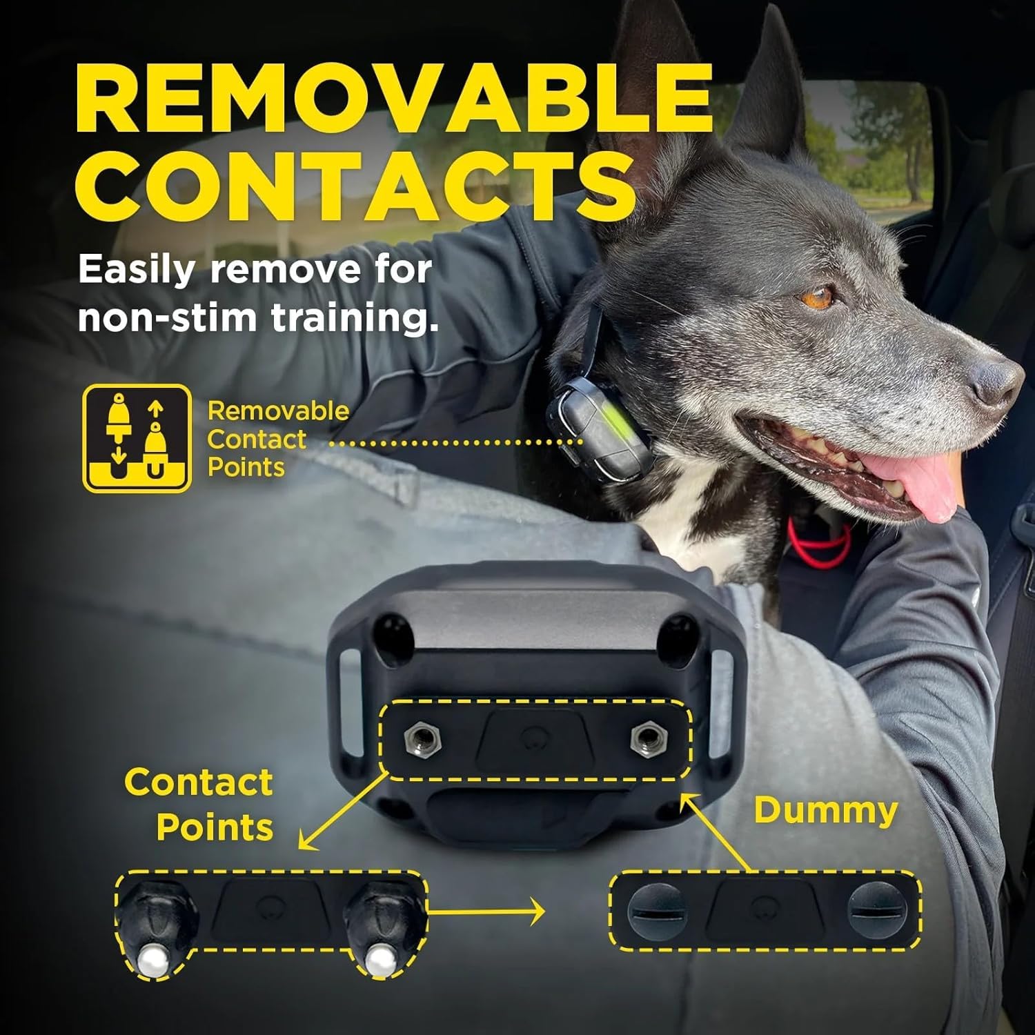 Dogtra démonstration portée avec chien rappelé à distance efficacement