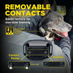 Dogtra démonstration portée avec chien rappelé à distance efficacement