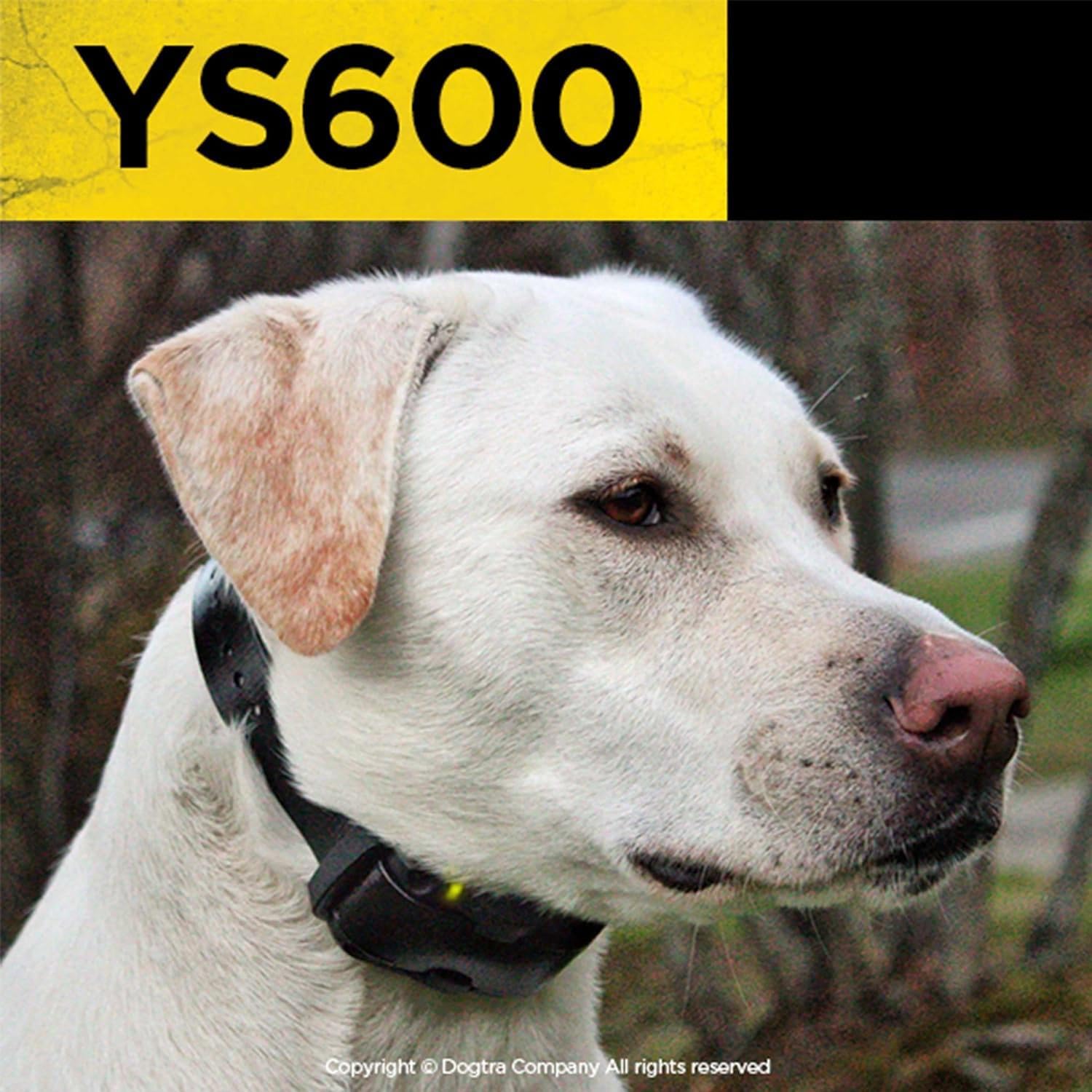 Dogtra YS600 en action pendant un aboiement, réduit faux déclenchements