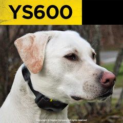 Dogtra YS600 en action pendant un aboiement, réduit faux déclenchements