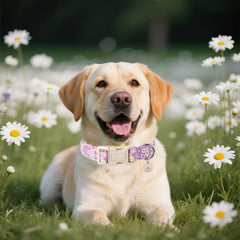 Dogwong collier porté sur chien en promenade plage style estival