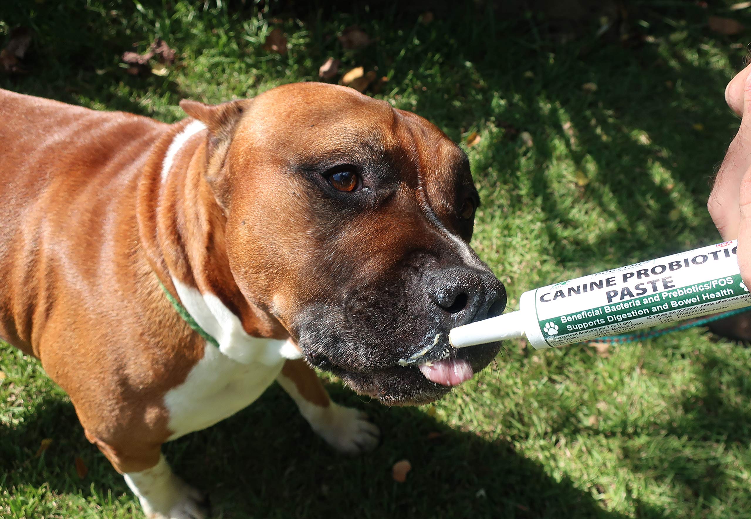 Gros plan texture de la pâte Dogzymes montrant consistance et appétence