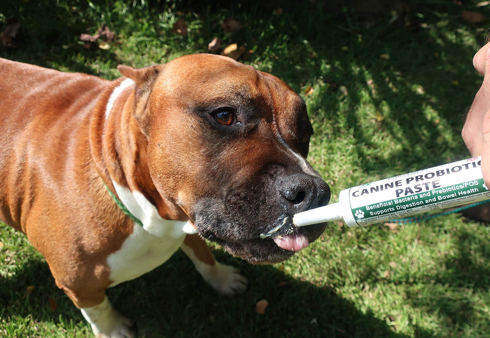 Gros plan texture de la pâte Dogzymes montrant consistance et appétence