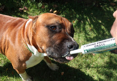 Gros plan texture de la pâte Dogzymes montrant consistance et appétence