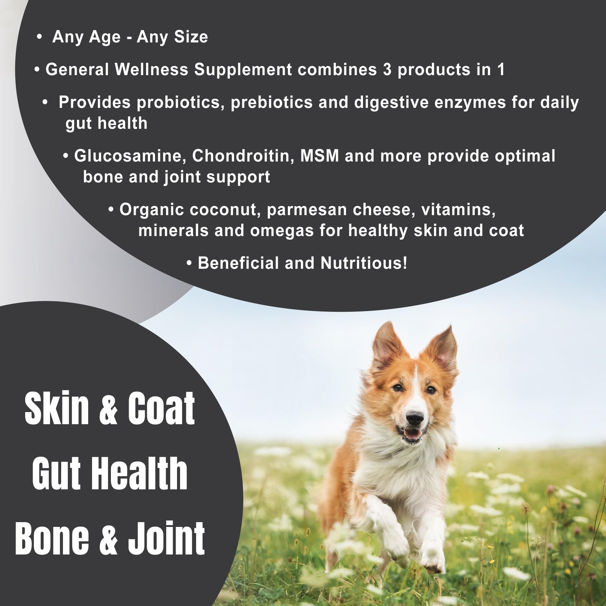 Dogzymes Complete saupoudré sur croquettes, bénéfice absorption améliorée
