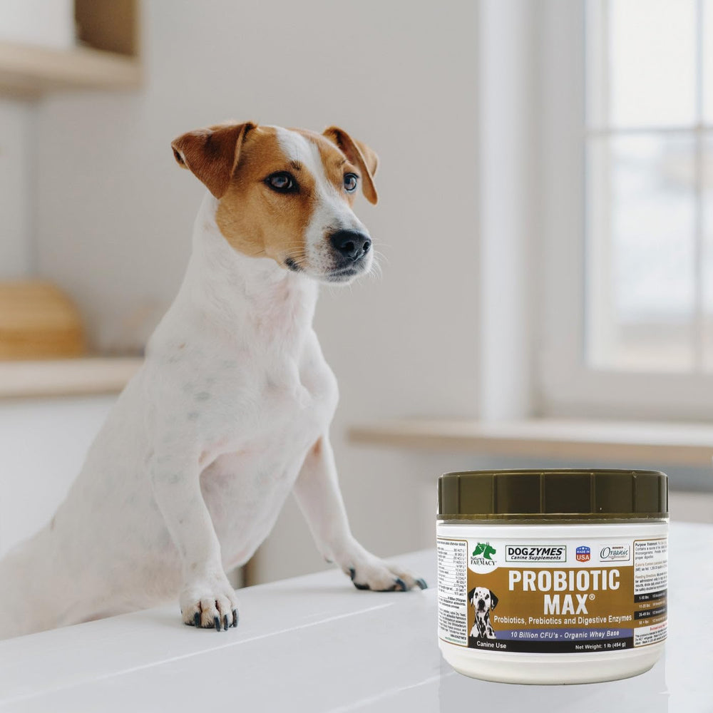 Dogzymes saupoudré sur croquettes améliorant appétence et digestion
