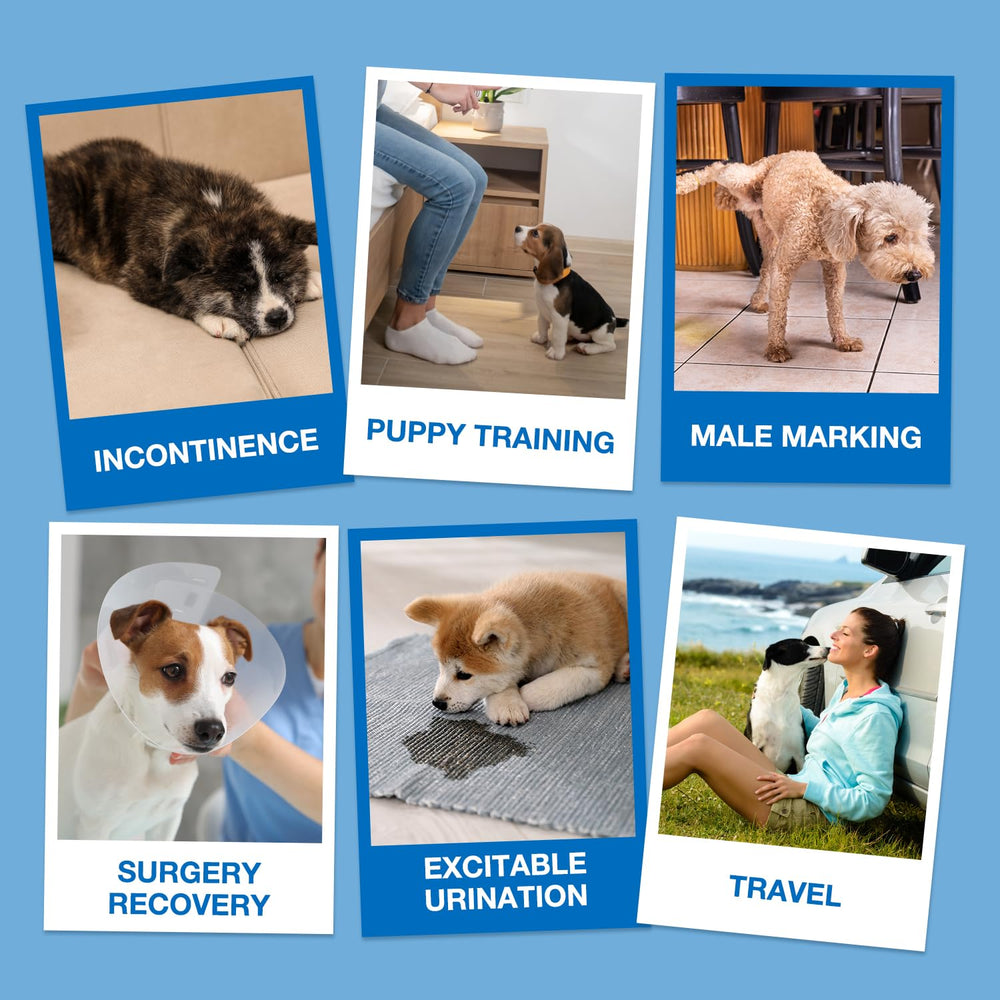 Dono chien en couche montrant protection et mobilité en sortie