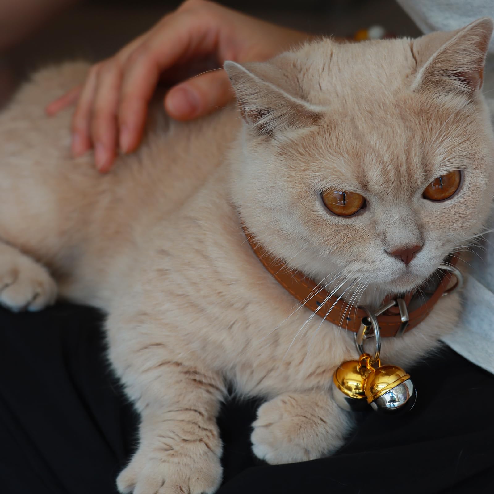 DORUI clochettes fixées au collier de chat pour localisation immédiate