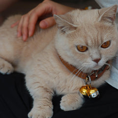 DORUI clochettes fixées au collier de chat pour localisation immédiate