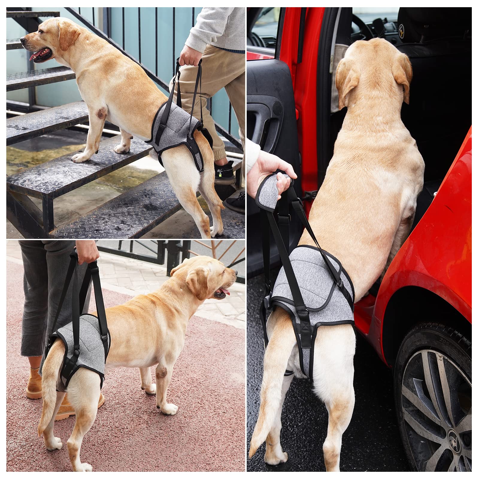 Dotoner chien en usage marche assistée illustrant soutien des pattes arrière