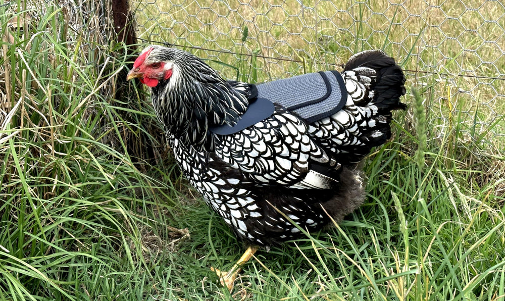 DOWN UNDER OUTDOORS comparaison taille avec poule moyen-grande pour ajustement