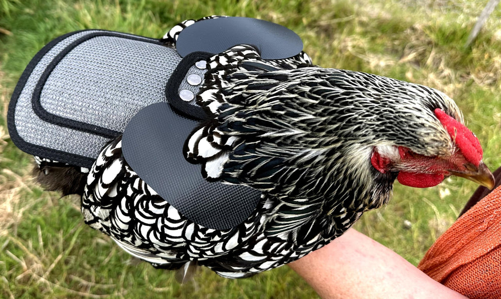 DOWN UNDER OUTDOORS poule portant le tablier, protection sans isolement