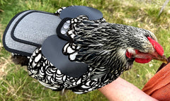 DOWN UNDER OUTDOORS poule portant le tablier, protection sans isolement