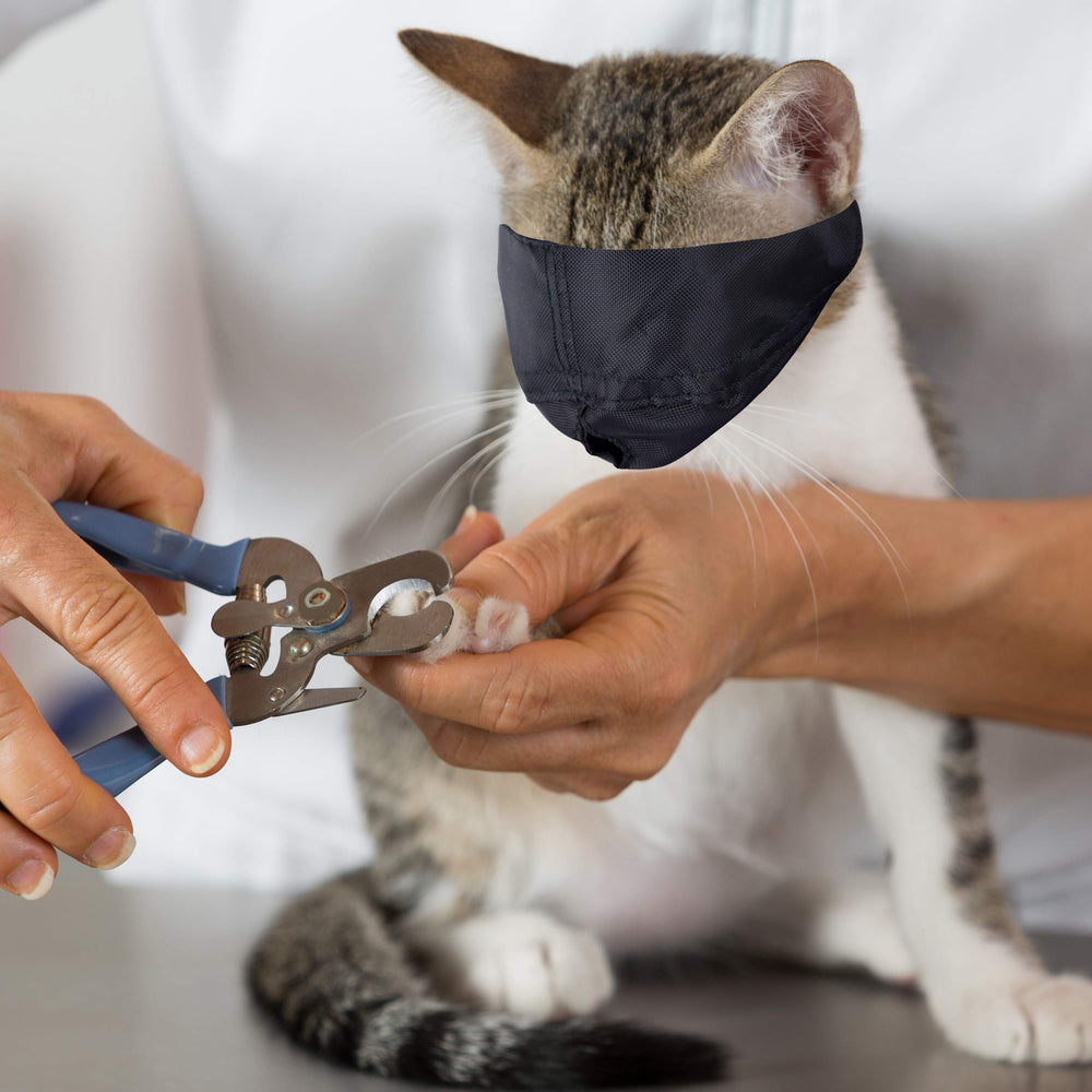 Downtown Pet Supply emballage et étiquette, informations produit claires