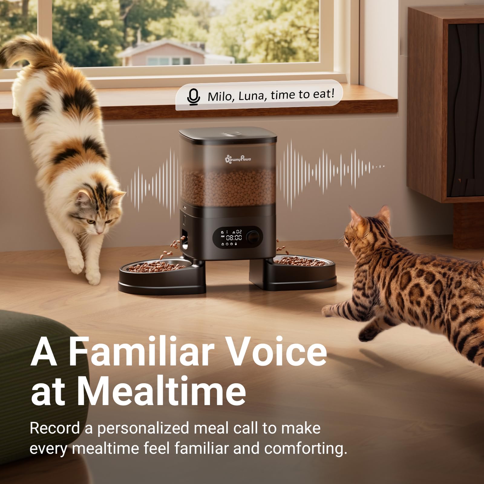DownyPaws gamelle en usage avec deux chats réduisant bagarres à l'heure du repas