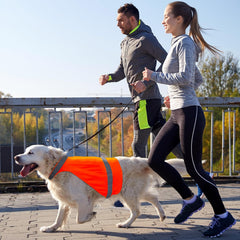 DQGHQME chien portant gilet en action pour sécurité en chasse