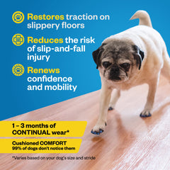 Dr. Buzby's chien marchant sur carrelage avec traction retrouvée et mouvement sûr
